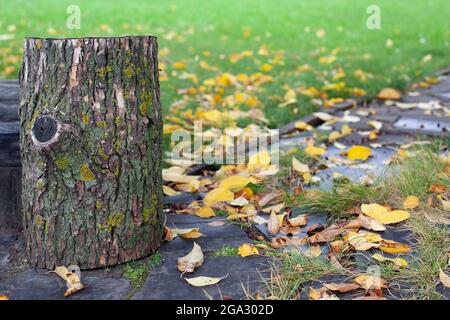 Close-up of a stump covered with moss like a bench on the lawn with fallen leaves of the backyard in autumn Stock Photo