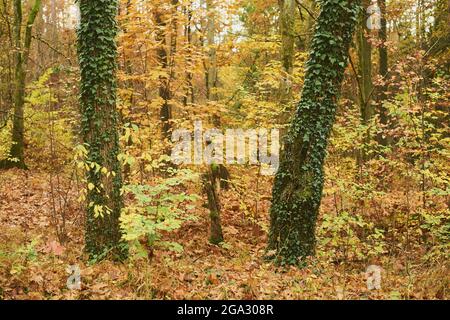 Common ivy (Hedera helix) growing on the tree trunks in a coloured European beech or Common beech (Fagus sylvatica) forest, Bavarian Forest Nationa... Stock Photo