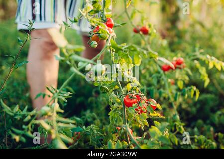 Gardener picks red cherry tomatoes on farm. Farming, gardening concept. Farmer picking vegetables. Harvest time Stock Photo