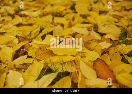 Leaves of an autumn coloured cherry tree (Prunus cerasus) littered on the ground; Bavaria, Germany Stock Photo