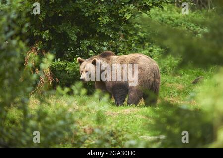 Eurasian brown bear (Ursus arctos arctos) on a forest glade, captive, Bavarian Forest National Park; Bavaria, Germany Stock Photo