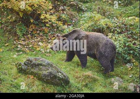 Eurasian brown bear (Ursus arctos arctos) on a forest glade, captive, Bavarian Forest National Park; Bavaria, Germany Stock Photo