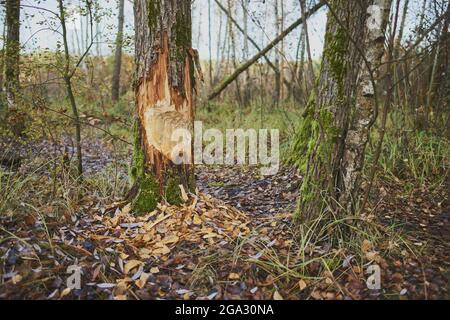 Tree damage from bites of a Eurasian beaver (Castor fiber) in a forest; Jagersee, Franconia, Bavaria, Germany Stock Photo