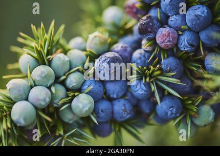 Common juniper (Juniperus communis) fruits; Bavaria, Germany Stock Photo