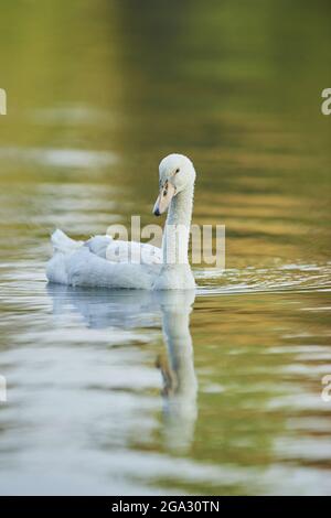 Mute swan (Cygnus olor) swimming on a lake; Bavaria, Germany Stock Photo