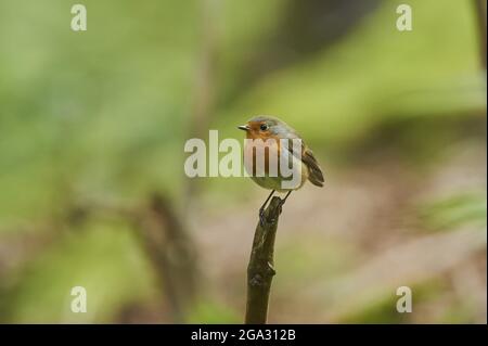European robin (Erithacus rubecula) sitting on a branch; Bavaria, Germany Stock Photo