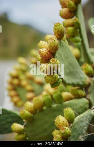 Prickly pear or Indian fig opuntia (Opuntia ficus-indica) fruits in summer; Catalonia, Spain Stock Photo