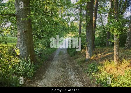 Trail going through common oak or pedunculate oak (Quercus robur) trees; Bavaria, Germany Stock Photo