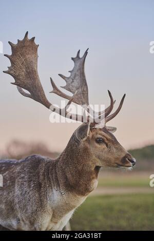 Fallow deer buck (Dama dama) portrait, captive; Bavaria, Germany Stock Photo