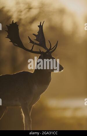 Fallow deer buck (Dama dama) portrait, captive; Bavaria, Germany Stock Photo