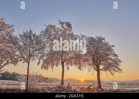 Frozen coloured silver birch, warty birch or European white birch (Betula pendula) on a meadow at sunrise; Bavaria, Germany Stock Photo