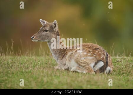 Fallow deer (Dama dama) resting on a meadow, captive; Bavaria, Germany Stock Photo