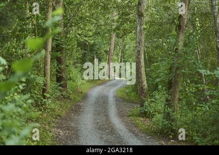 Trail going through the forest; Bavaria, Germany Stock Photo