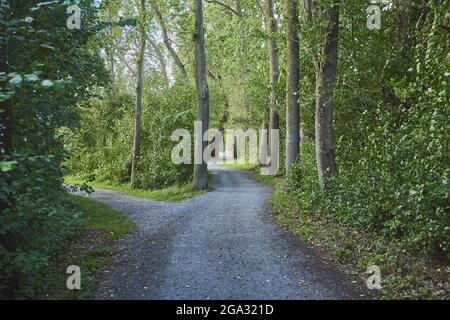 Trail going through the forest; Bavaria, Germany Stock Photo