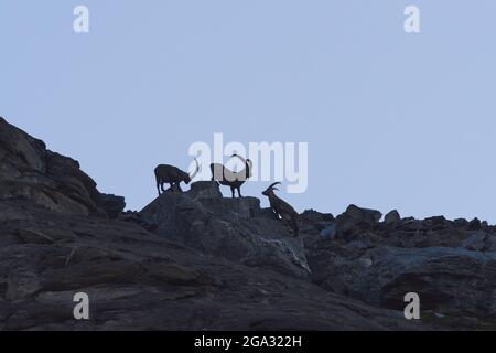 Alpine ibex (Capra ibex) at Mount Grossglockner from Gamsgrubenweg, Franz-Joseph-Hohe on an early morning; Karnten, Austria Stock Photo
