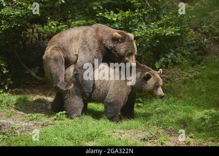 Eurasian brown bears (Ursus arctos arctos) mating on a forest glade, captive, Bavarian Forest National Park; Bavaria, Germany Stock Photo
