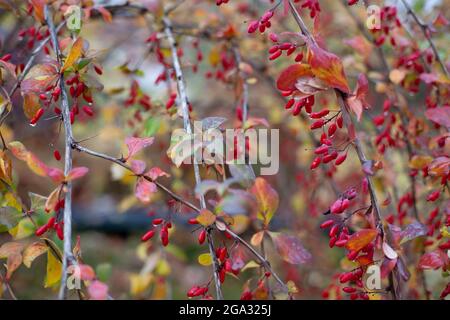 A branch with barberry berries.Natural background of autumn leafless twigs with barberry berries, dripping raindrops Stock Photo