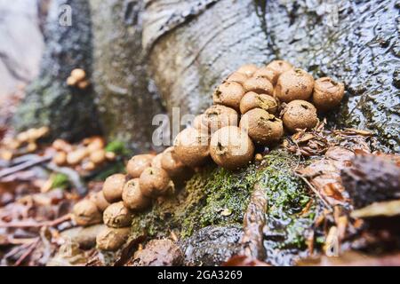 Pear-shaped puffballs or stump puffballs (Apioperdon pyriforme) on an old European beech (Fagus sylvatica) tree trunk, Kleine Fatra, Carpathians Stock Photo