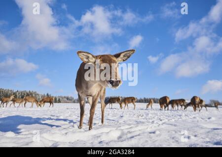 Red deer (Cervus elaphus) on a snowy meadow; Bavaria, Germany Stock Photo