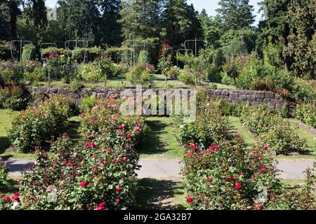 International Rose Test Garden in Washington Park in Portland, Oregon. Stock Photo