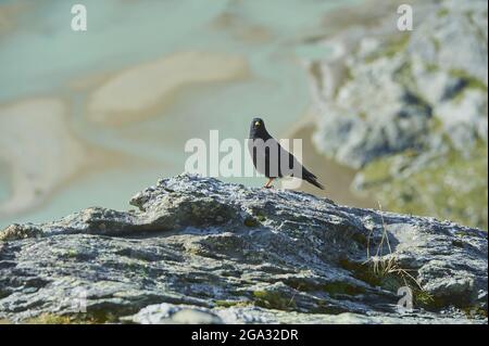 Alpine chough or Yellow-billed chough (Pyrrhocorax graculus), Grossglockner, High Tauern National Park; Austria Stock Photo