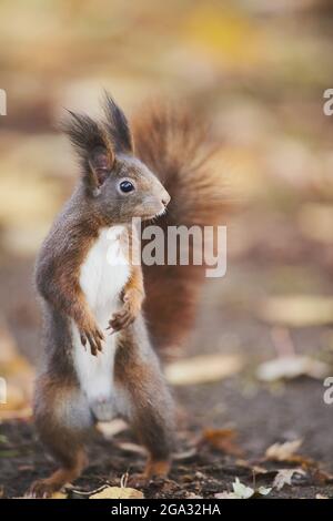 Eurasian red squirrel (Sciurus vulgaris); Bavaria, Germany Stock Photo