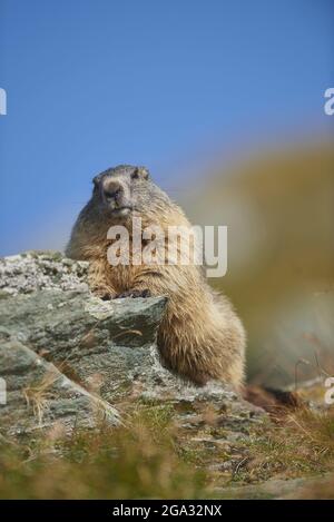 Alpine marmot (Marmota marmota), Grossglockner, High Tauern National Park; Austria