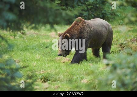 Eurasian brown bear (Ursus arctos arctos) on a forest glade, captive, Bavarian Forest National Park; Bavaria, Germany Stock Photo