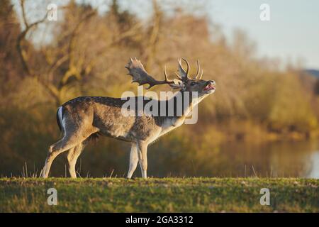 Fallow deer (Dama dama) buck on a meadow in autumn, captive; Bavaria, Germany Stock Photo