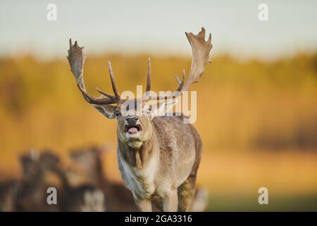Fallow deer (Dama dama) buck on a meadow in autumn, captive; Bavaria, Germany Stock Photo