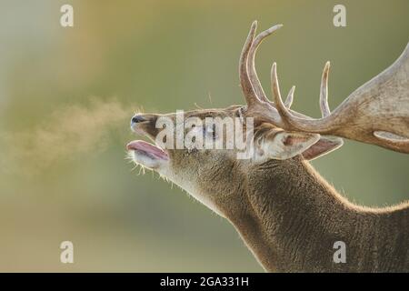 Fallow deer (Dama dama) buck portrait with breath seen in the air, captive; Bavaria, Germany Stock Photo