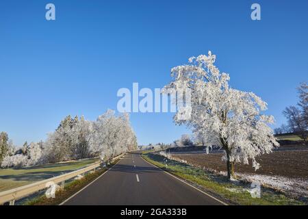 Road with frozen trees in the Bavarian Forest; Bavaria, Germany Stock Photo