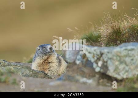 Alpine marmot (Marmota marmota), Grossglockner, High Tauern National Park; Austria Stock Photo