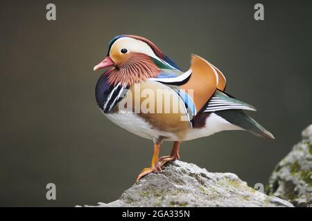 Mandarin duck (Aix galericulata) male standing on a rock; Bavaria, Germany Stock Photo