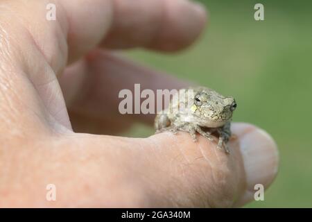 Holding a Greater gray treefrog (Hyla versicolor) in hand; New York, United States of America Stock Photo