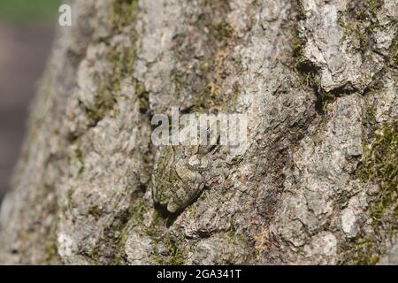 Greater Grey treefrog (Hyla versicolor) camouflaged on tree bark; New York, United States of America Stock Photo