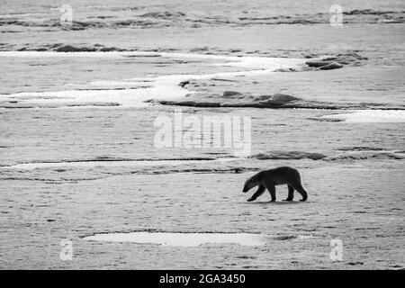 Lone Polar bear (Ursus maritimus) walking across pack ice, Himlopen Strait; Svalbard, Norway Stock Photo