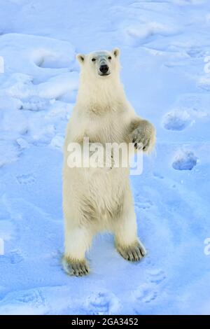 Polar Bear (Ursus maritimus) on close approach, standing on it's hind legs and looking at the camera; Svalbard, Norway Stock Photo