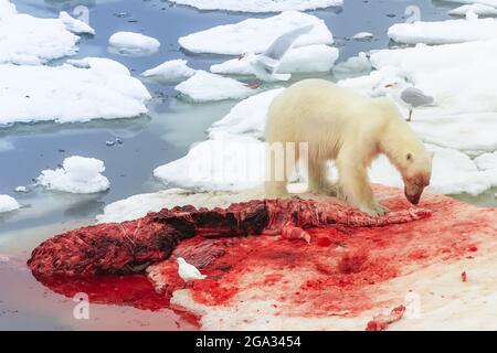 Polar bear (Ursus maritimus) on belgua whale kill, with Ivory Gull (Pagophila eburnea) and Glaucous gulls (Larus hyperboreus) nearby, Northeast Sva... Stock Photo