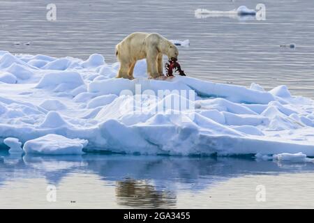 Skinny Polar bear (Ursus maritimus) feeding on sea kill, Hinlopen Strait; Svalbard, Norway Stock Photo