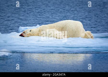 Sleeping Polar Bear (Ursus maritimus) after a meal, with traces of blood on it's face; Svalbard, Norway Stock Photo