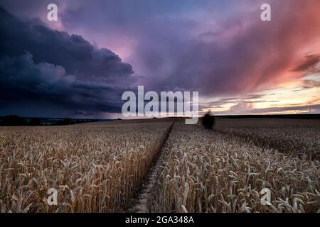 dramatic sunset over wheat field on hills, Netherlands Stock Photo
