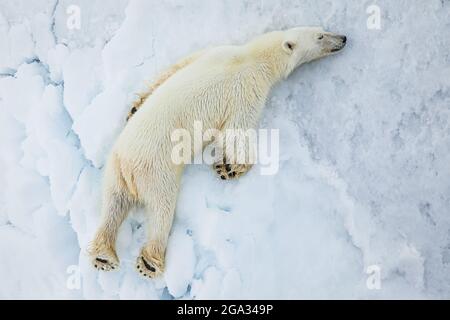 Polar Bear (Ursis maritimus) sleeping on pack ice, Svalbard Archipelago; Svalbard, Norway Stock Photo