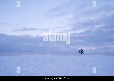 Lone tree in winter landscape, Vielbrunn; Michelstadt, Odenwald, Hesse, Germany Stock Photo