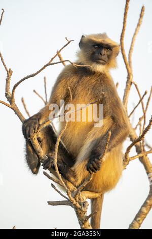 Grey Langur monkey (Colobinae) in a tree at the Cabo de Rama Fort, South Goa, India; Cabo de Rama, Goa, India Stock Photo