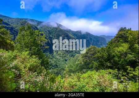 Levada do Caldeirão - hiking path in the forest in Levada do Caldeirao Verde Trail - tropical scenery on Madeira island, Portugal. Stock Photo