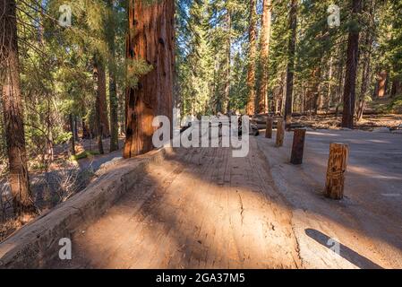 The fallen Auto Log giant sequoia tree. Sequoia National Park, California, USA. Stock Photo