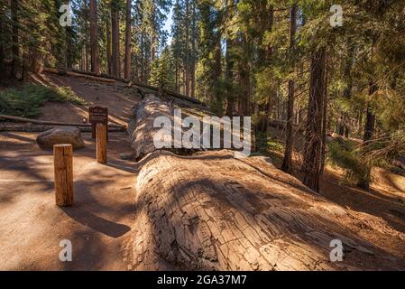 The fallen Auto Log giant sequoia tree. Sequoia National Park, California, USA. Stock Photo