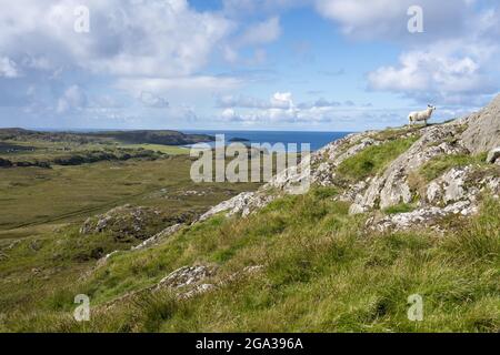 A lone sheep (Ovis aries) stands on rugged rocky landscape on Isle of Iona, Scotland; Iona, Scotland Stock Photo