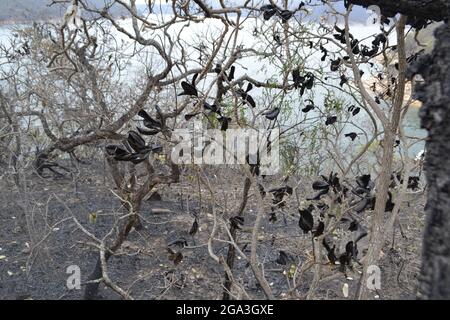 Forest after wild fire depicting a melancholic but artistic view of the burned plants and trees, in Capitolio, Brazil. Stock Photo